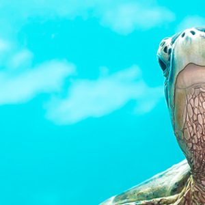Snorkeling Snorkeling