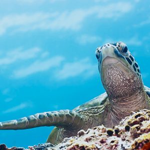 Snorkeling Snorkeling